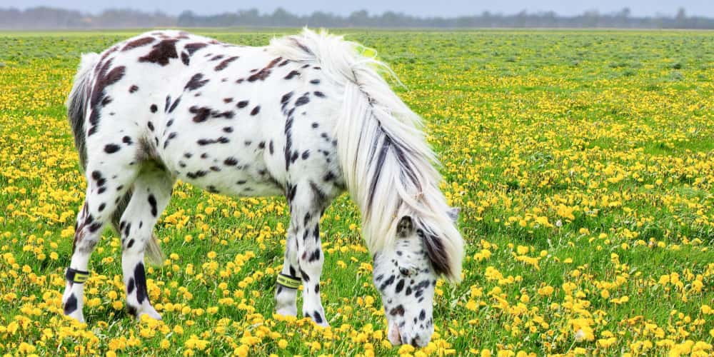 EQU Streamz turnout strips magnetic horse bands for pain relief and lameness in horses, injury recovery and symptoms such as laminitis, arthritis, navicular, ring bone, splint injuries and more.