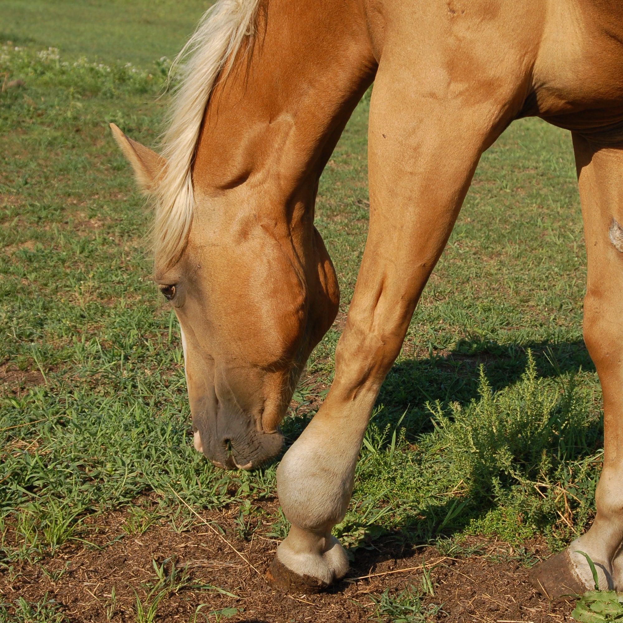 Windgalls Windpuffs study results on EQU Streamz magnetic bands Many of these horses had been administered varying treatments and medications and were looking to establish what impact EQU StreamZ fetlock bands have on horses windgalls and recovery process
