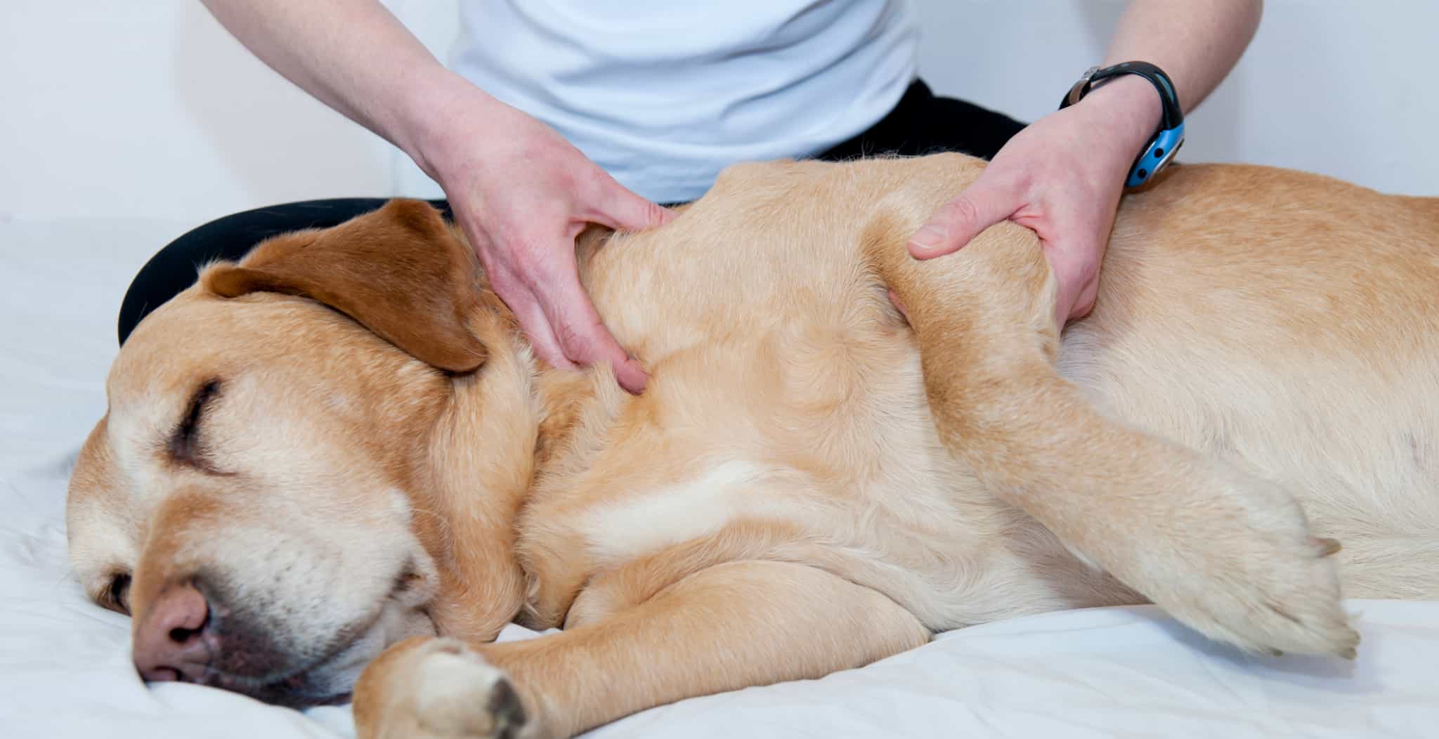 Massage therapy for dogs and horses. Now used as a common therapeutic intervention are alternative or holistic therapies.