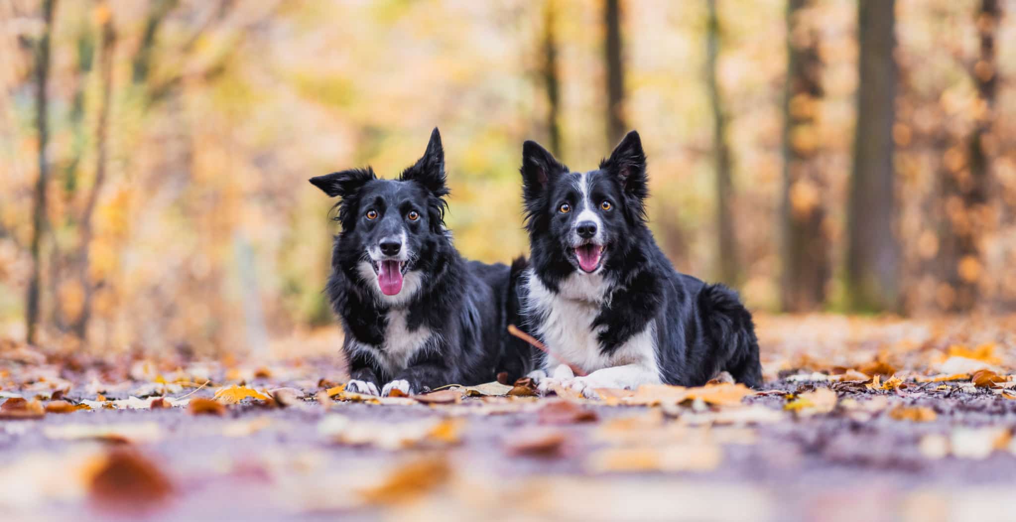Understanding Common Health Conditions found in Border Collies and how dog streamz magnetic collars have shown to help