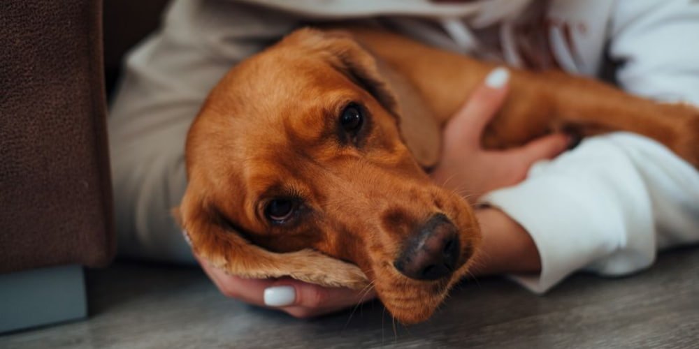 Dog StreamZ Pillar Article; Image of a dog rehabilitation lying down in owners arms