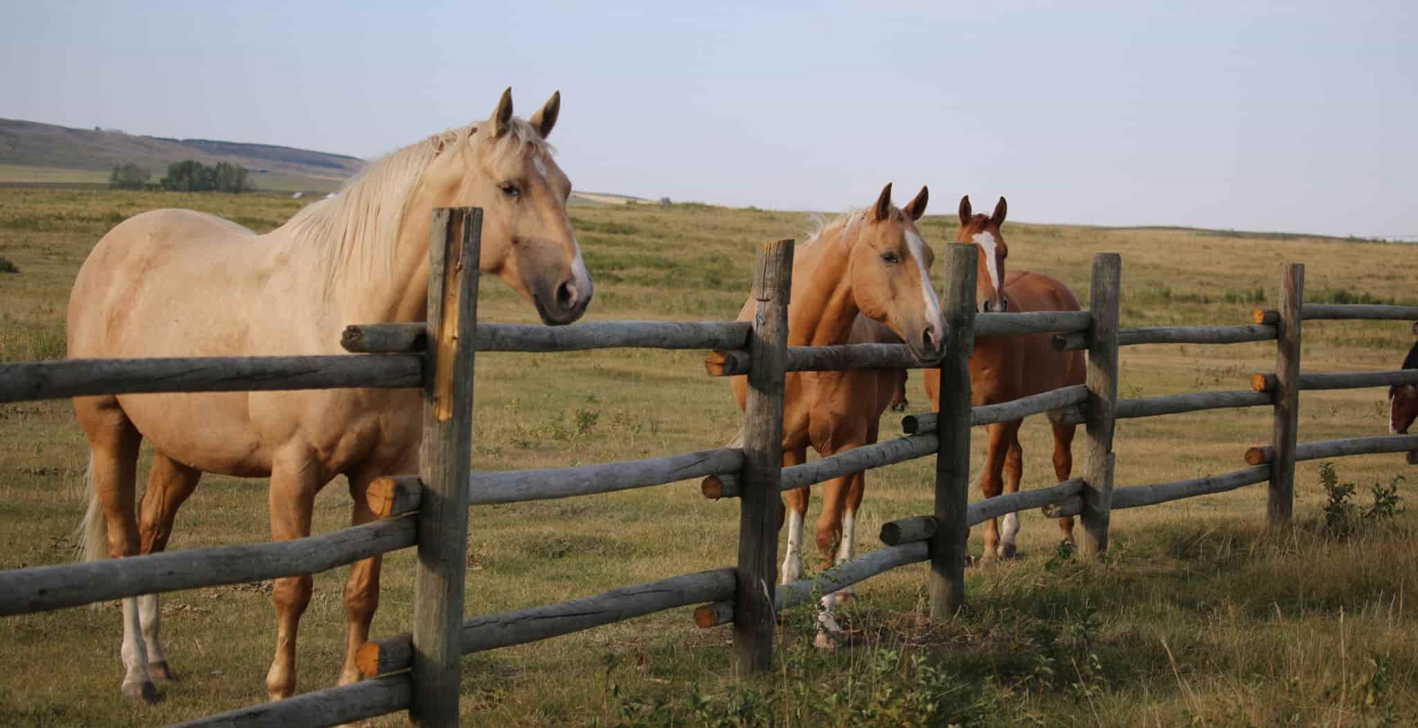 Dare 2 Dream Rescue charity in Canada alberta endorsing EQU StreamZ Horse Bands