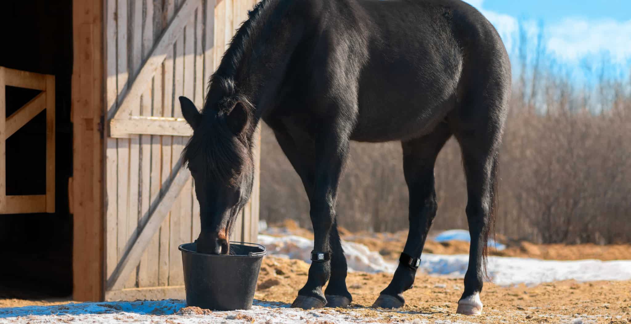 EQU Streamz magnetic hotrse bands blog image. Managing your horses health and wellbeing is an ongoing task across the calendar year.