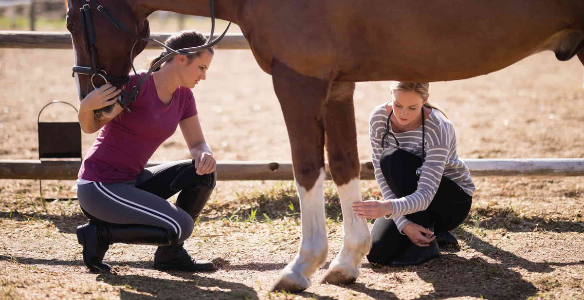 EQU Streamz inflammation in horses. Horse with inflamed fetlock with results on 10 horses with inflammatory response.