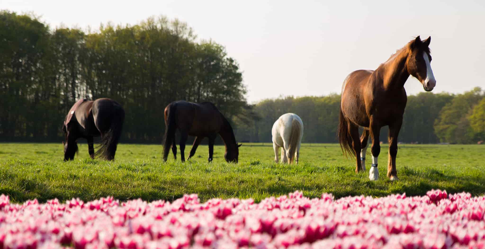 EQU Streamz advanced magnetism blog. Tips & Tricks to help with your new magnetic horse bands by Streamz global technology.