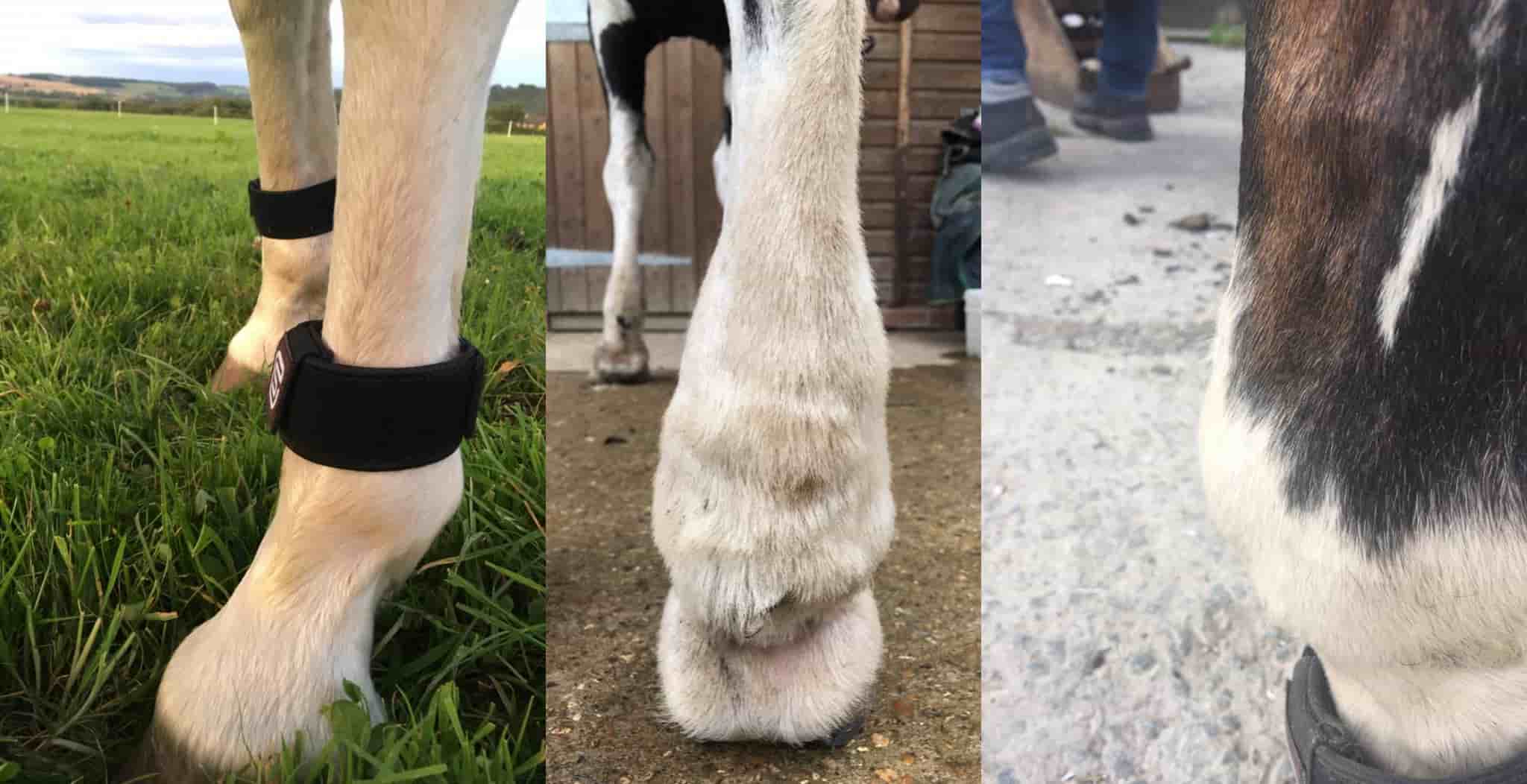 EQU StreamZ magnetic horse bands for windgalls treatment