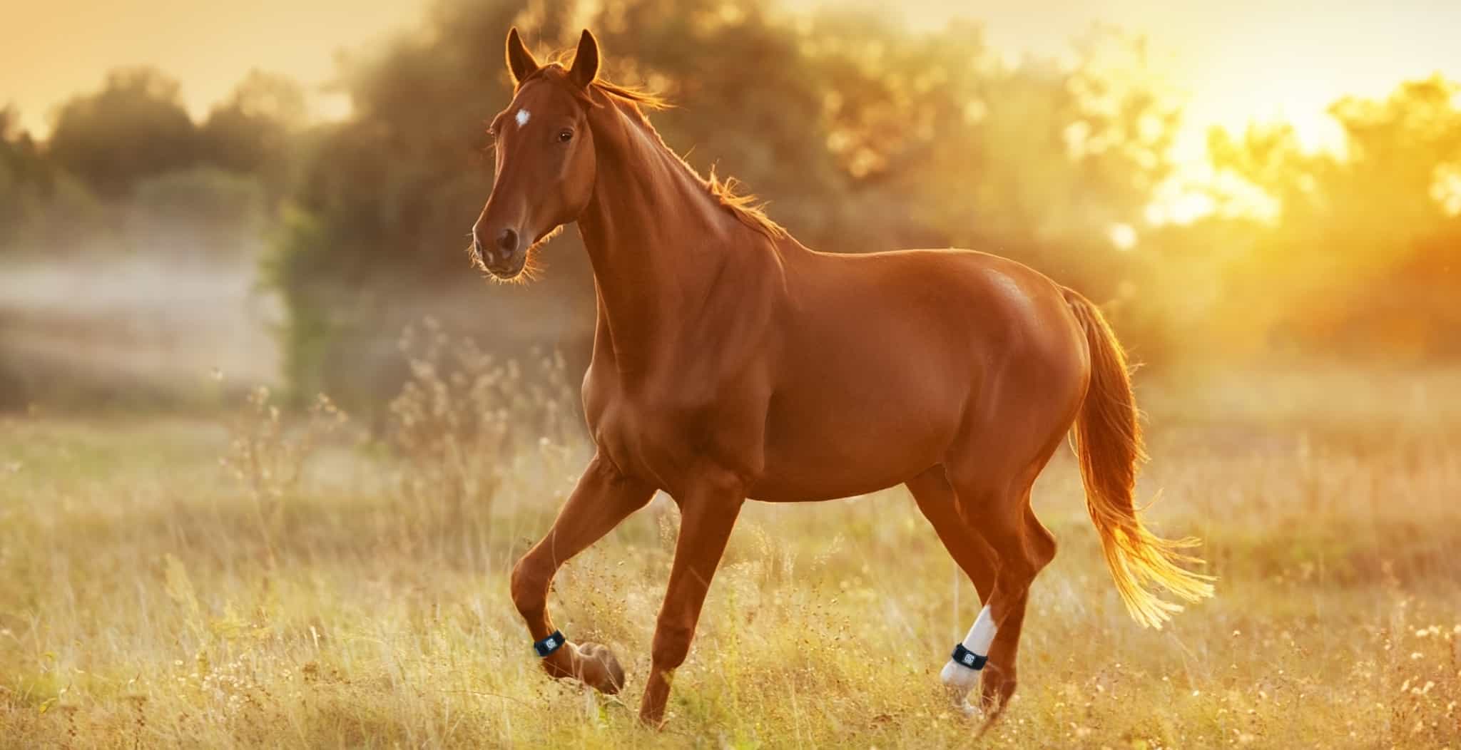 Common Summer Horse Injuries | Fitness, Lameness and Treatments - StreamZ Global