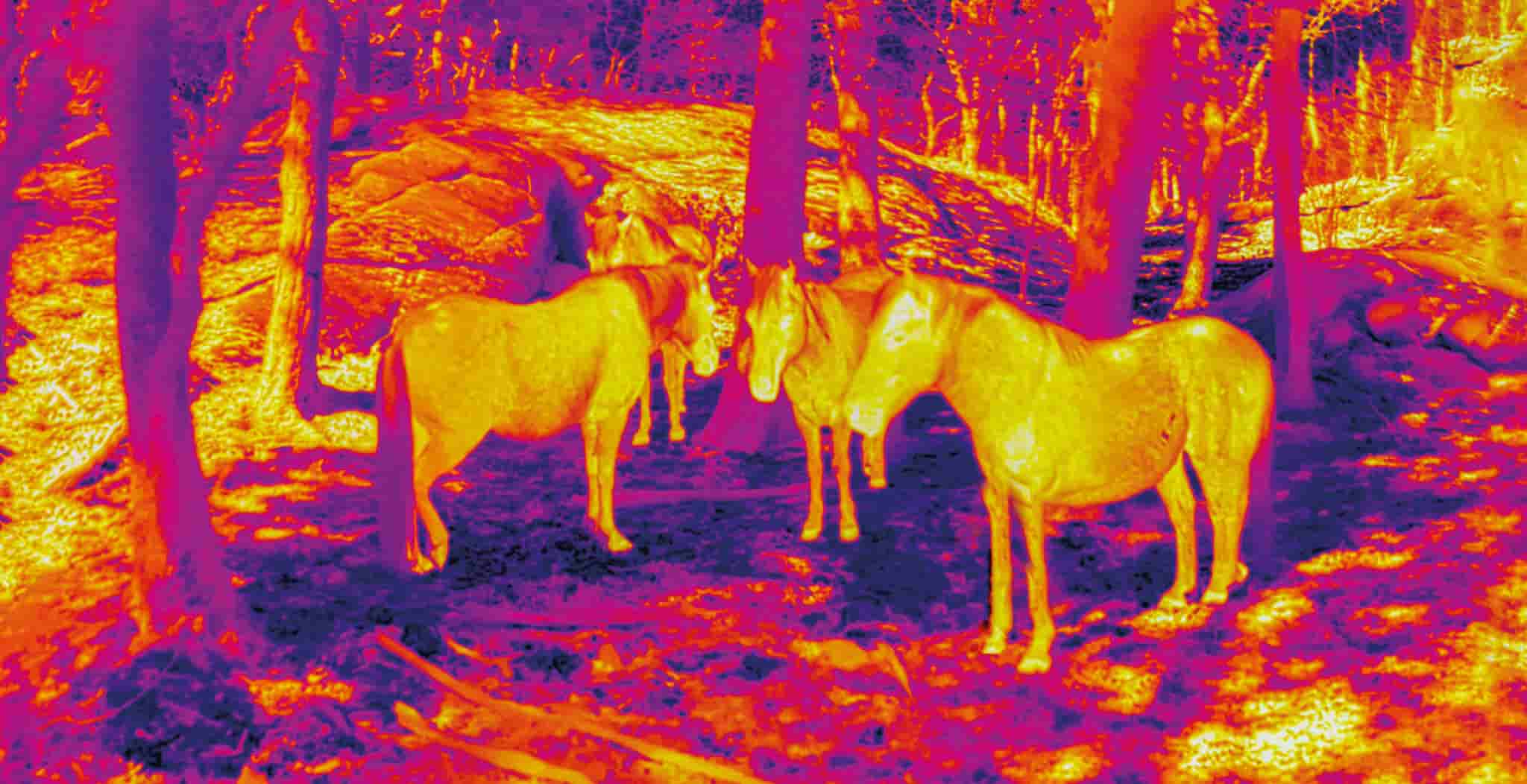 Deciding on whether to deploy cold therapy or heat therapy to a horses injury blog post. This article may help you decide.