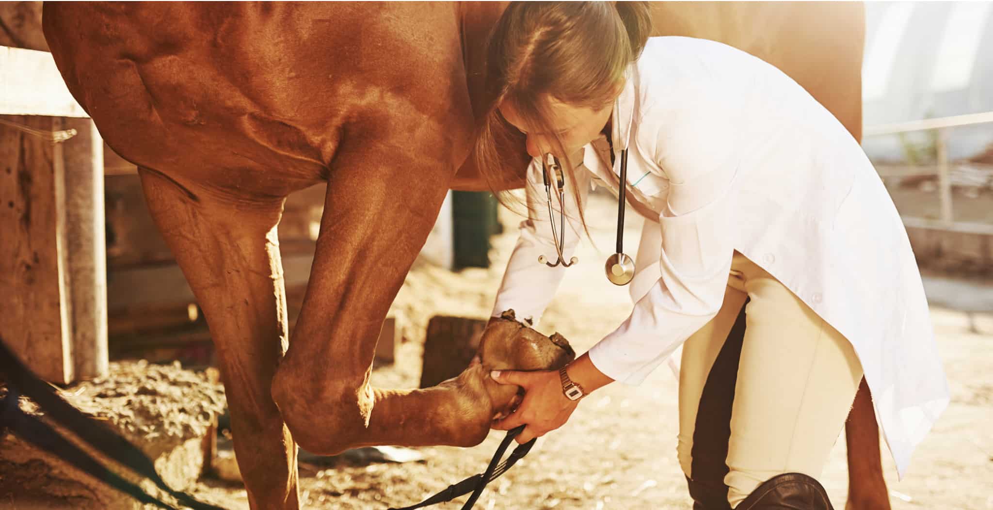 Joint conditions in horses range from early onset of arthritis to equine joint disease. Learn more in this article.