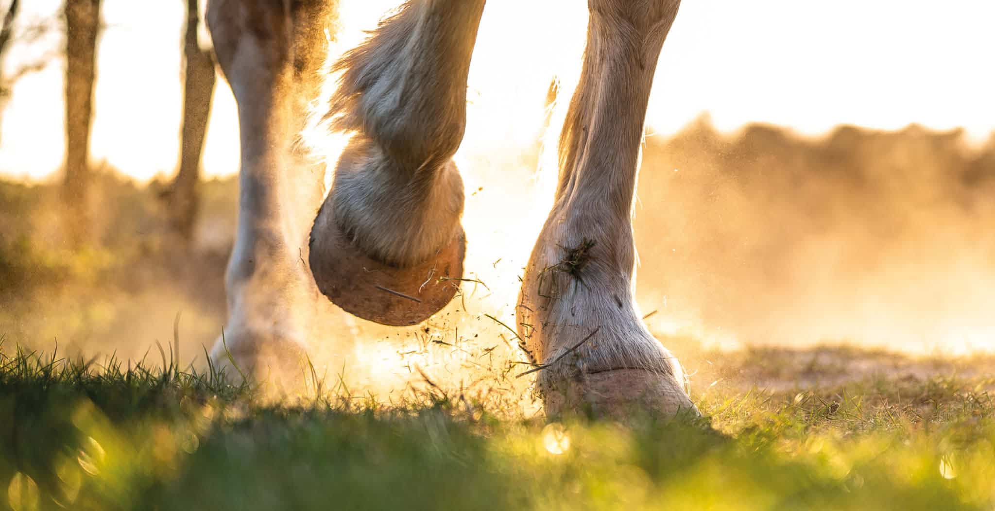 EQU Streamz ringbone study on effects of streamz unique magnetic therapy on 25 horses diagnosed with ringbone