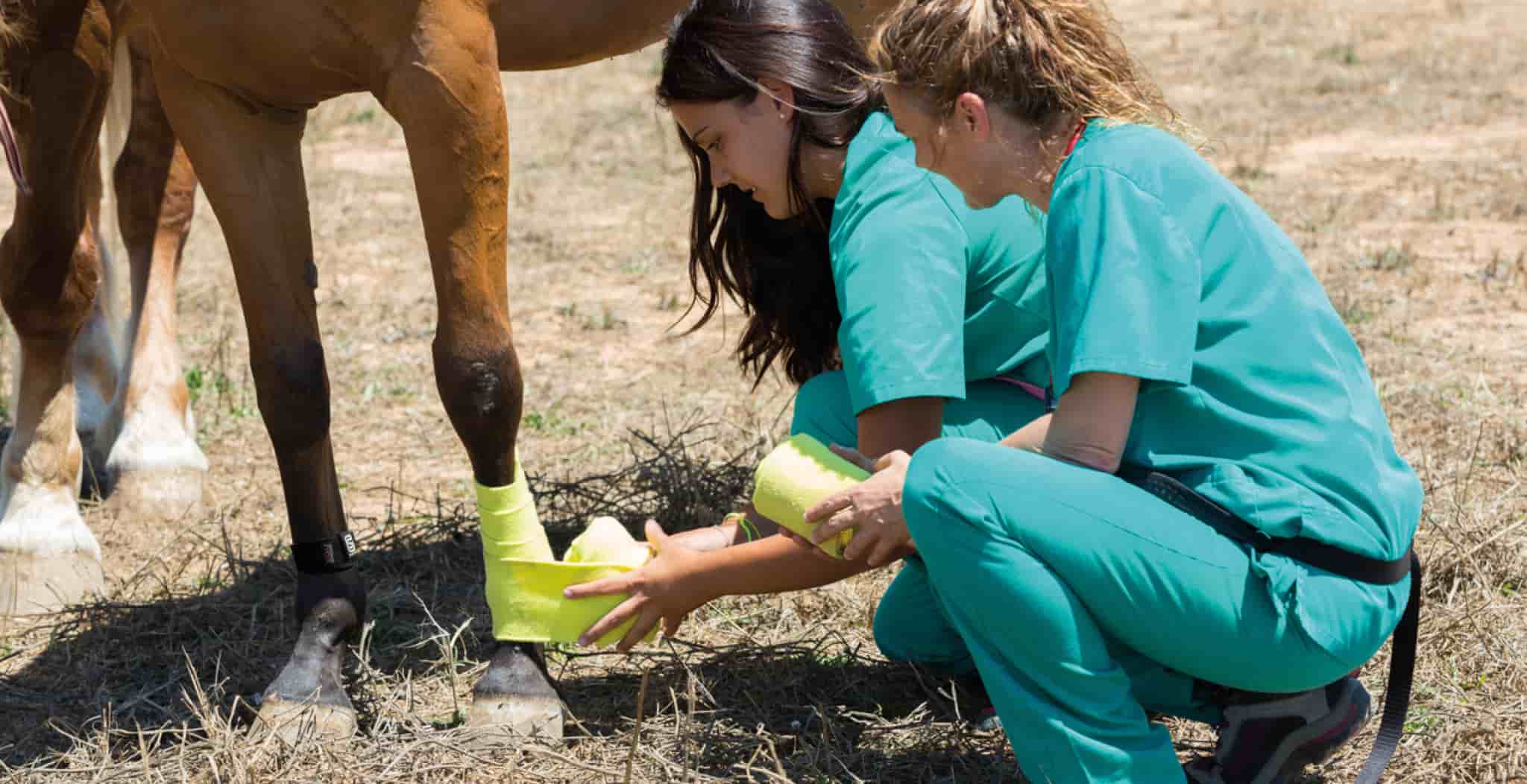 DDFT injuries in horses will show lameness inflammation and pain. Image of vet wrapping horse in bandaging for EQU StreamZ.
