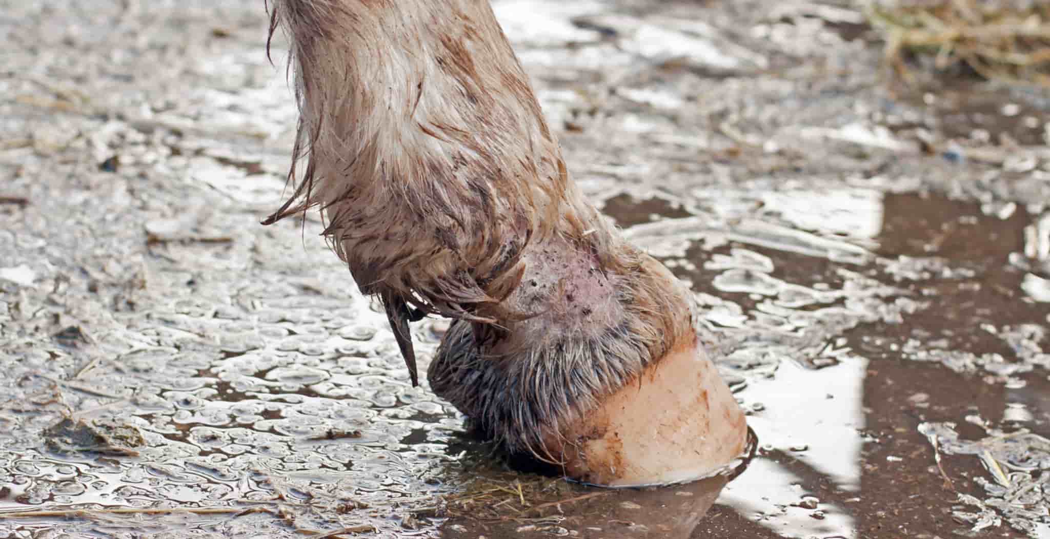 Mud Fever in Horses | Symptoms, Causes and Treatments - StreamZ Global