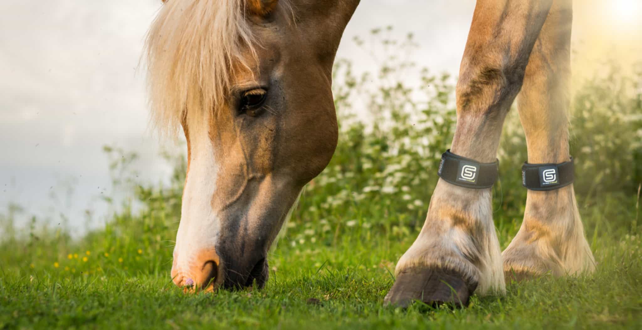 EQU StreamZ run a shine a light series where customers share feedback and reviews on how StreamZ has helped their horses