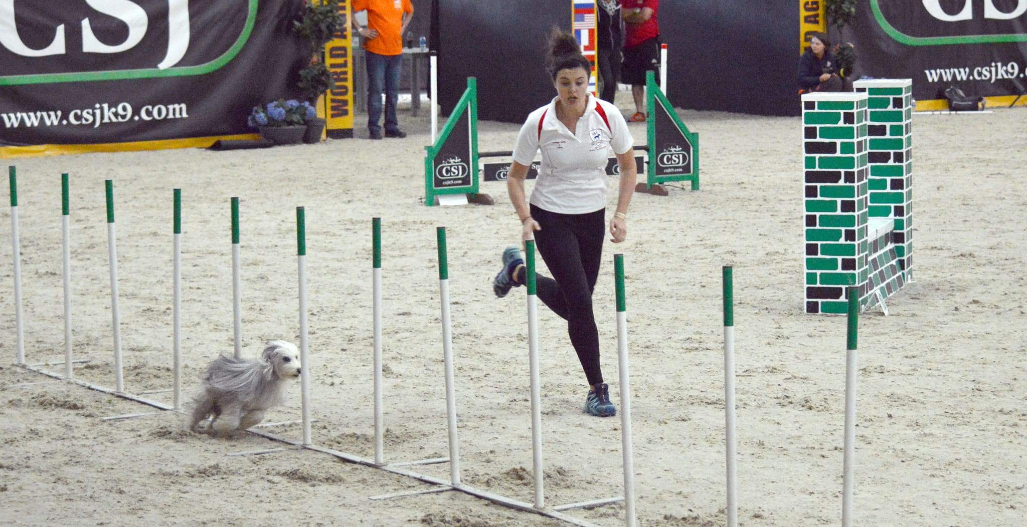 DOG Streamz advanced magnetic dog collars endorsed by Ashleigh Butler team gb dog agility professional endorsement