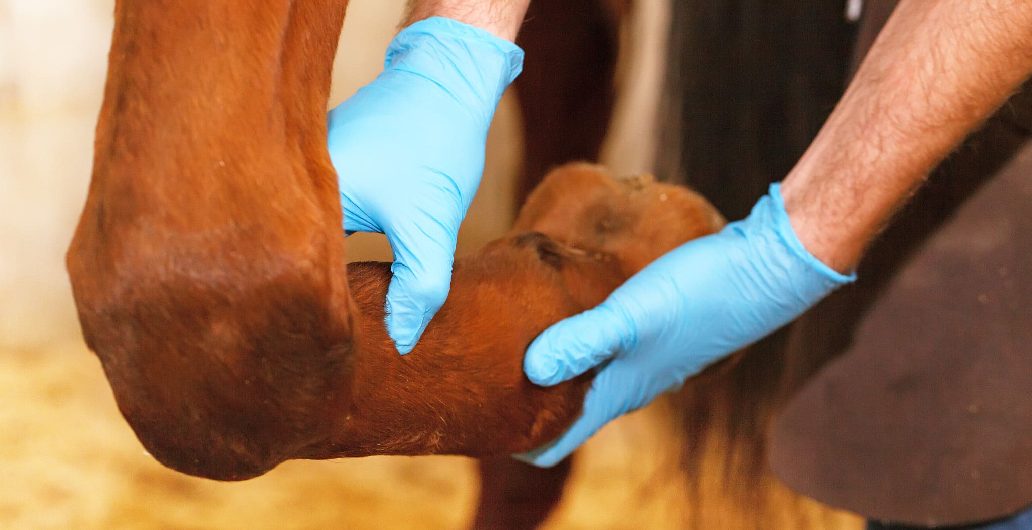 EQU StreamZ Advanced Magnetic Horse Bands Information Directory Blog on Tendon and Ligament Injuries and Causes & Treatments.