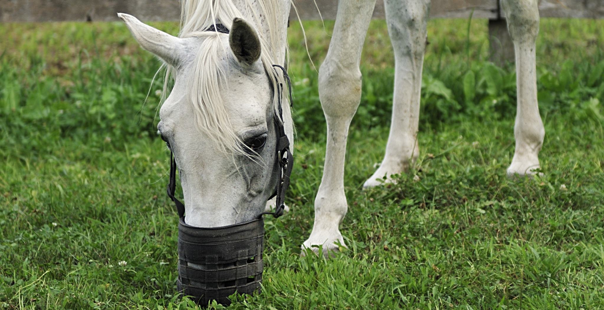 Laminitis is one of the most painful and serious hoof conditions that can affect horses of any age or discipline.