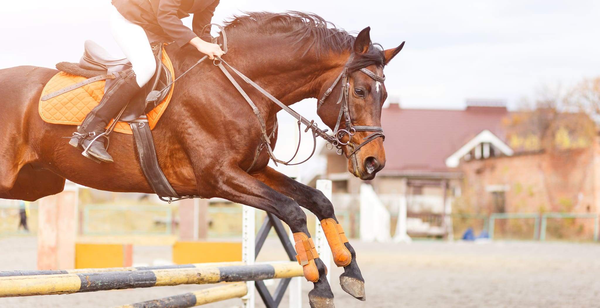 EQU Blog Showjumping horses magnetic horse bands to support recovery from ligaments muscles & tendons in show jumping horses