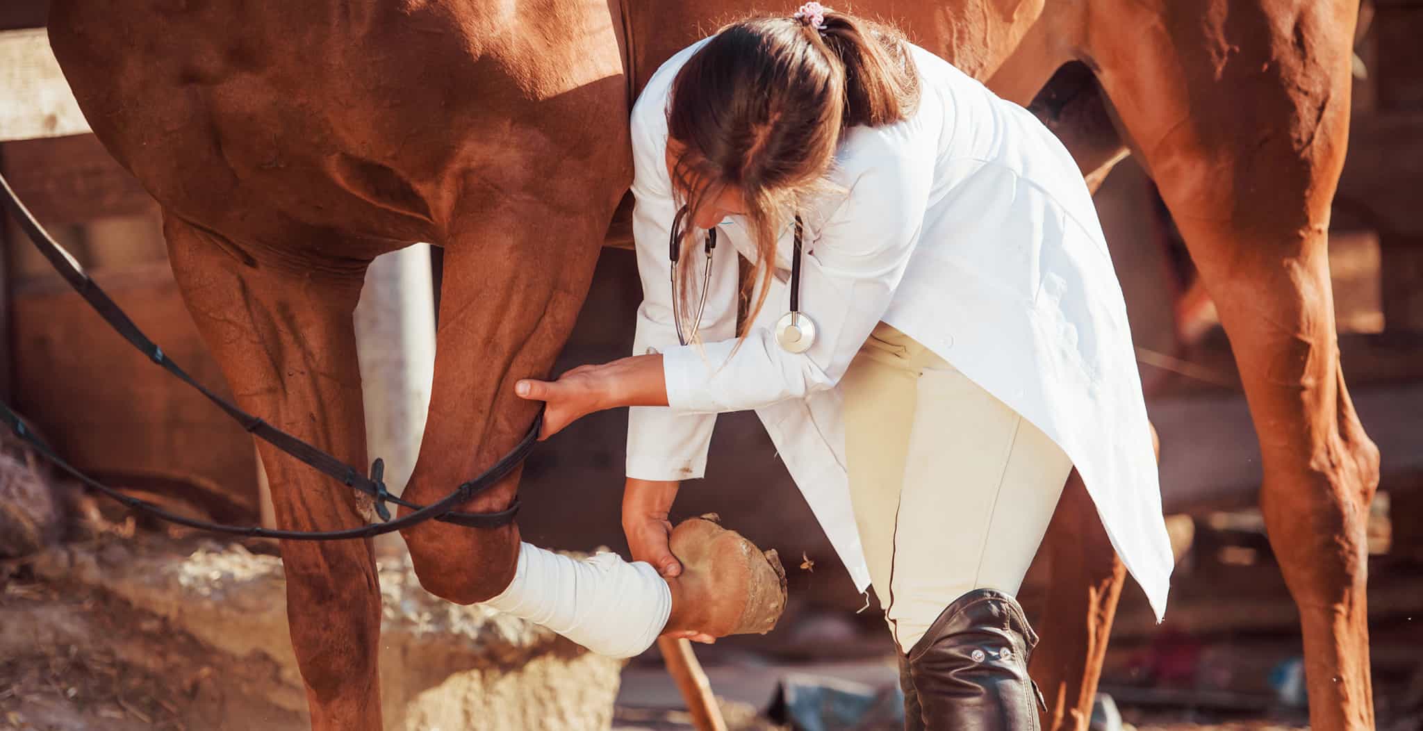 An Article on Ringbone. It's symptoms, causes and common treatments applied to support horses with the Ringbone or sidebone.