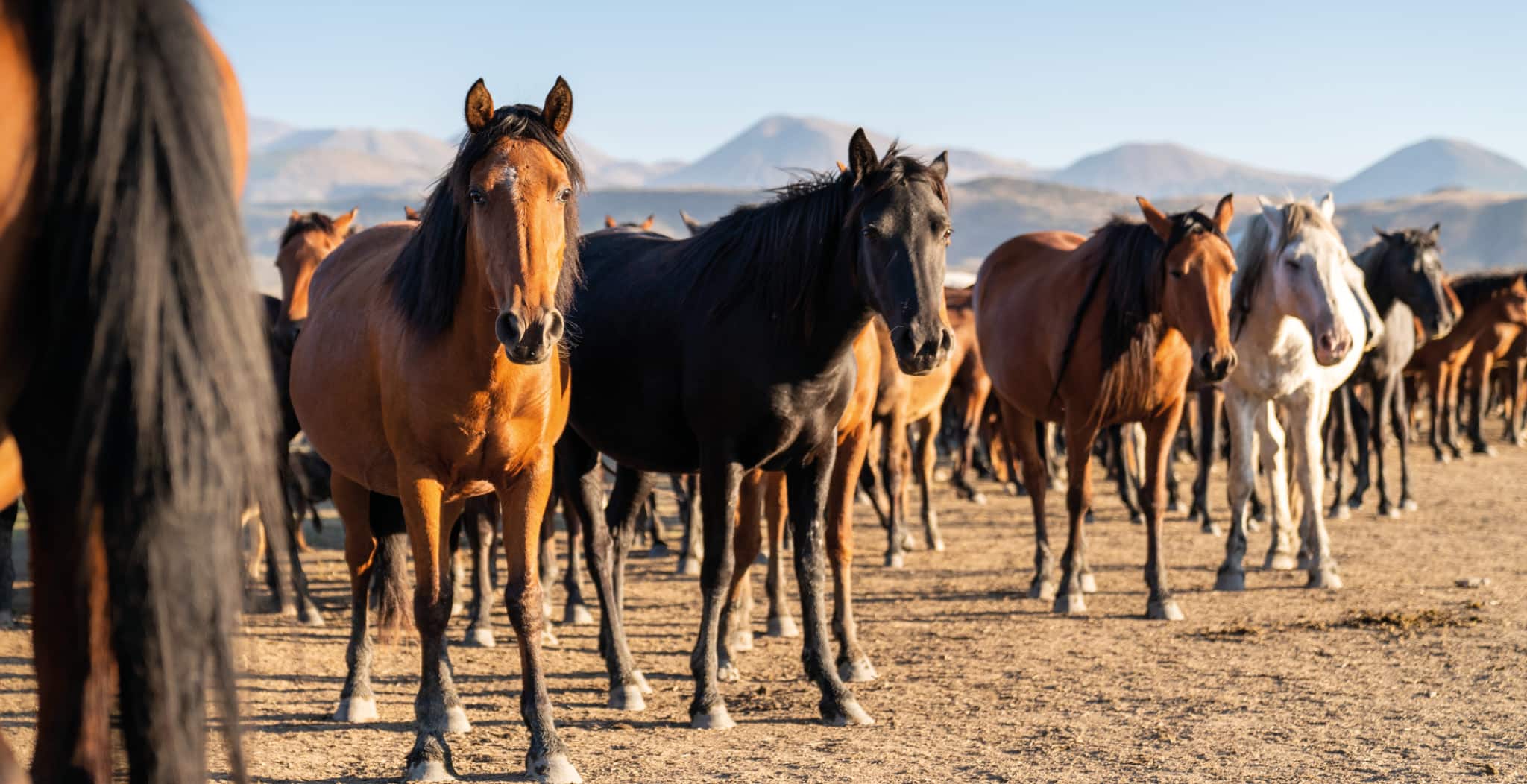 EQU Streamz advanced magnetism blog on windgalls study 25 horses diagnosed with windgalls and swelling within the wind puff.