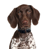 DOG Streamz magnetic pain relief collar on pointer