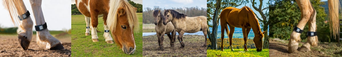 EQU StreamZ 5 horses wearing bands in different weather conditions