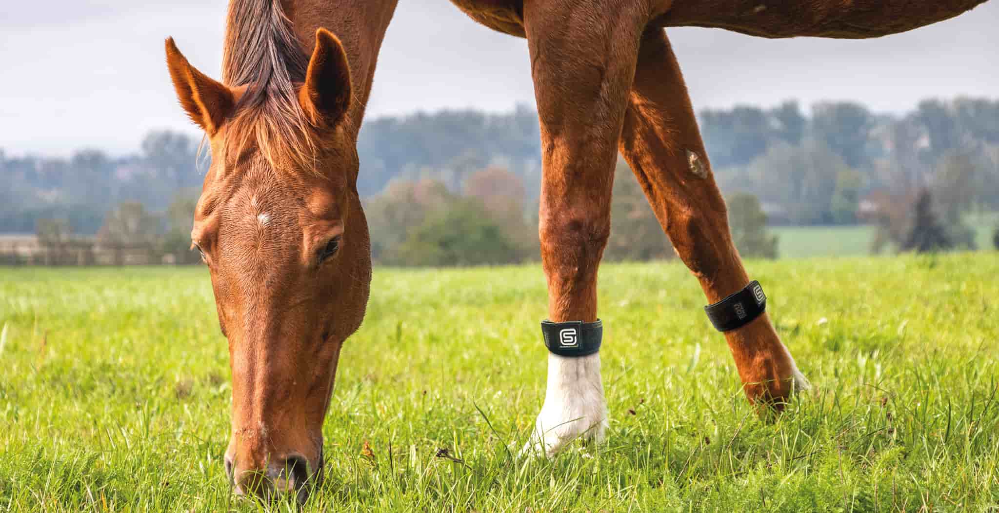 Image of EQU StreamZ Advanced magnetic fetlock or hock bands for horses and ponies. Natural approach to joint care and wellbeing and suitable for turnout as no heat is produced by the unique magnetic process. New magnetic therapy for horses.