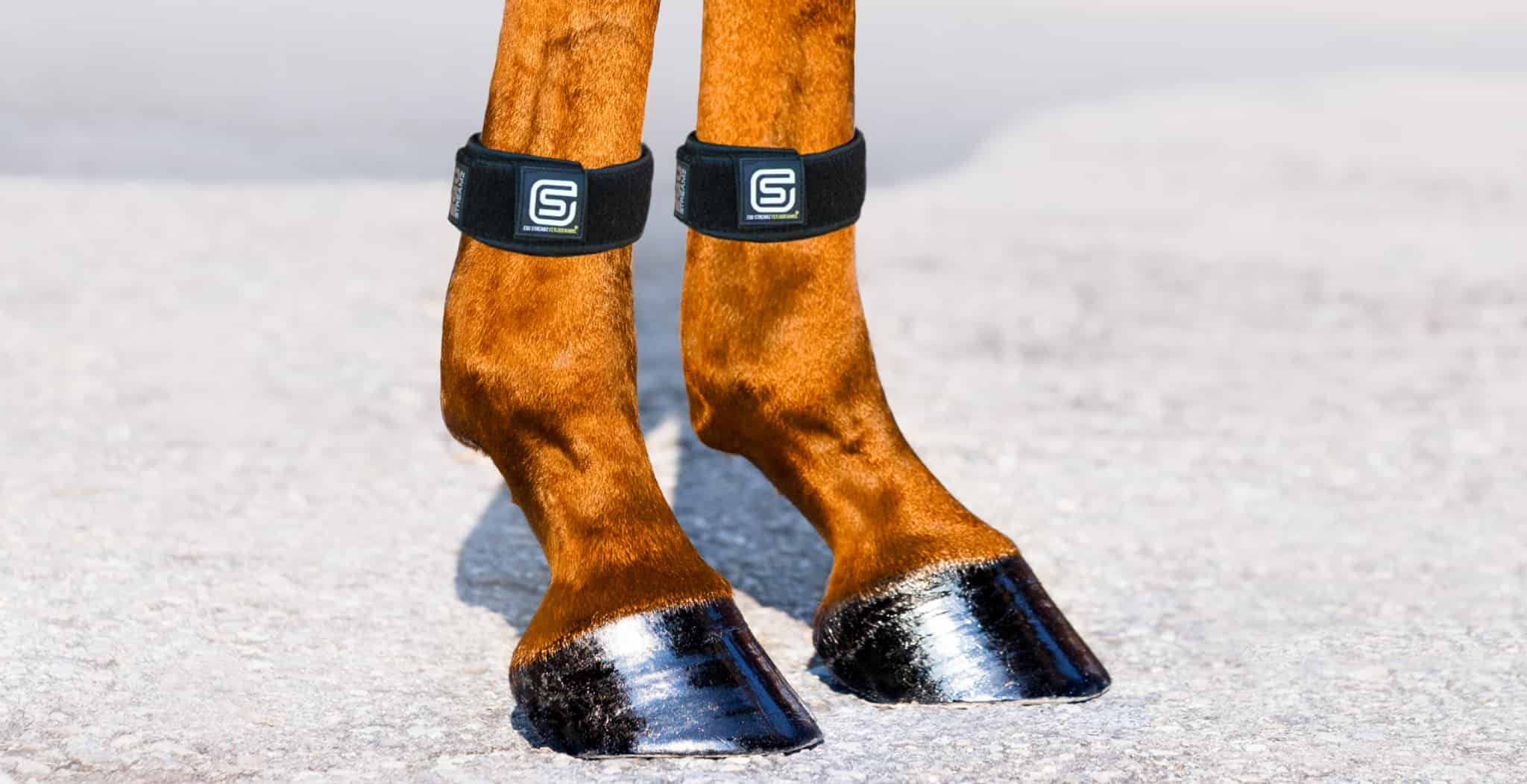 EQU StreamZ Magnetic Horse Bands for pain relief joint care and wellbeing. Equine therapy made easy. 