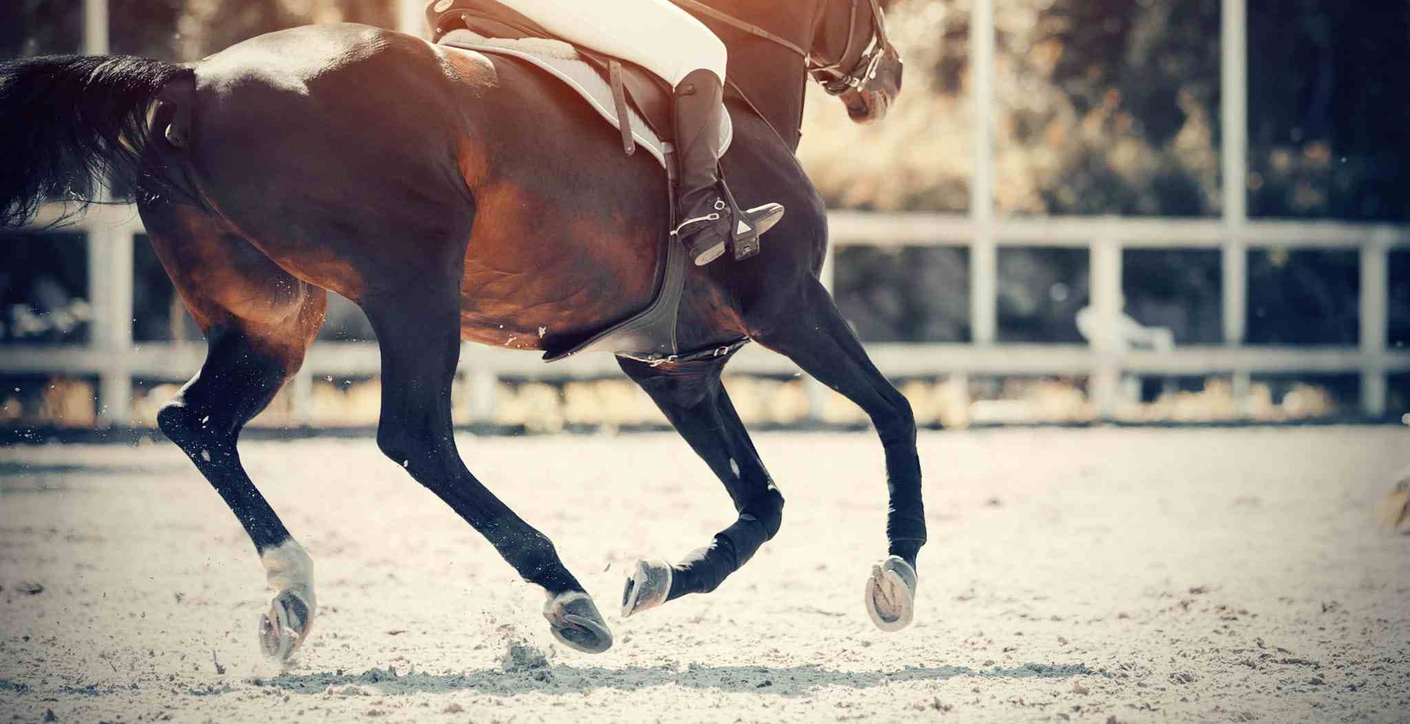 Prevent injuries with horse mobility improvements found with EQU StreamZ