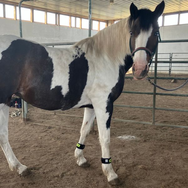 Olivia the horse wearing a set of EQU StreamZ Bands