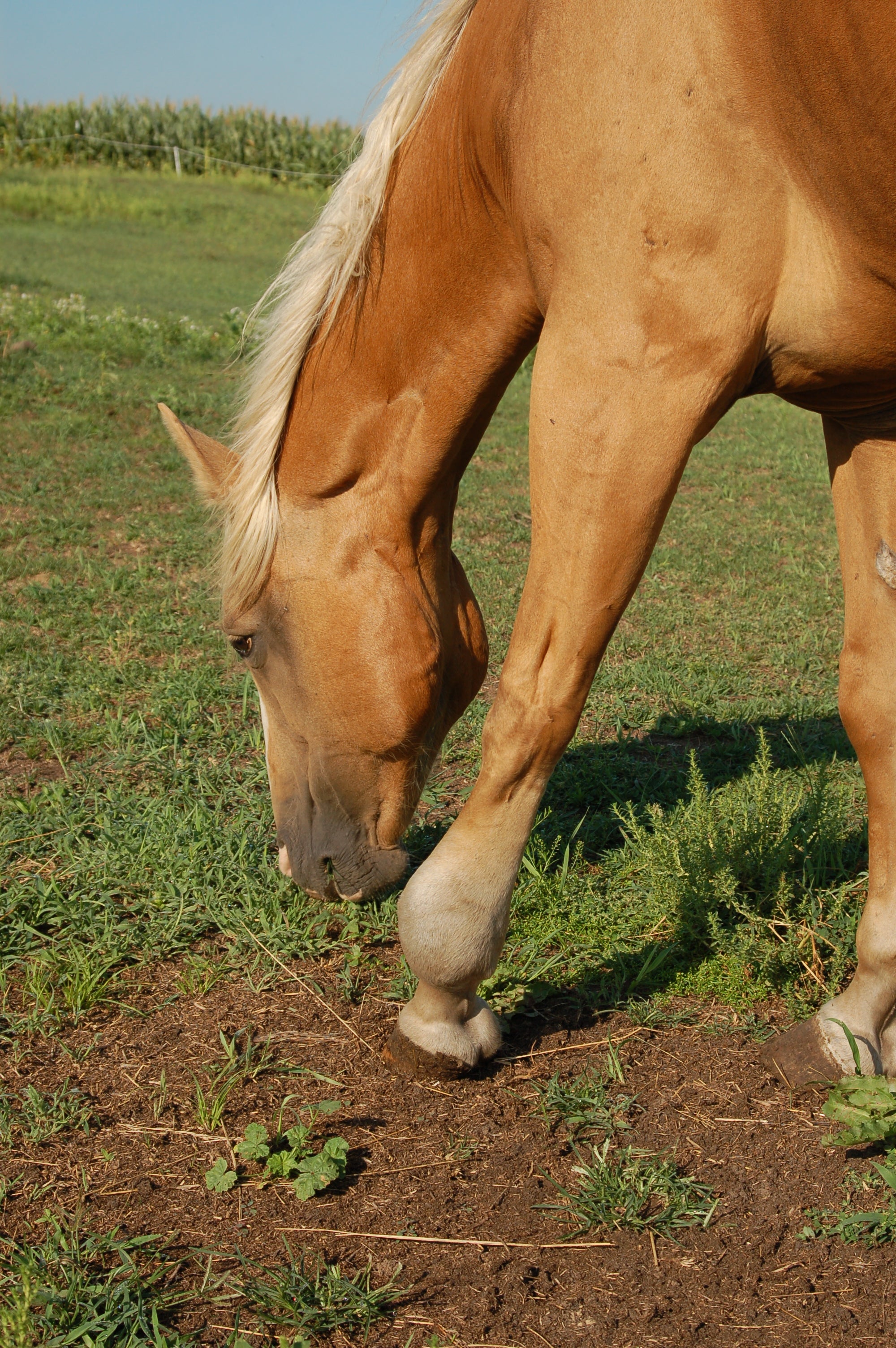 Windgalls Windpuffs study results on EQU Streamz magnetic bands Many of these horses had been administered varying treatments and medications and were looking to establish what impact EQU StreamZ fetlock bands have on horses windgalls and recovery process